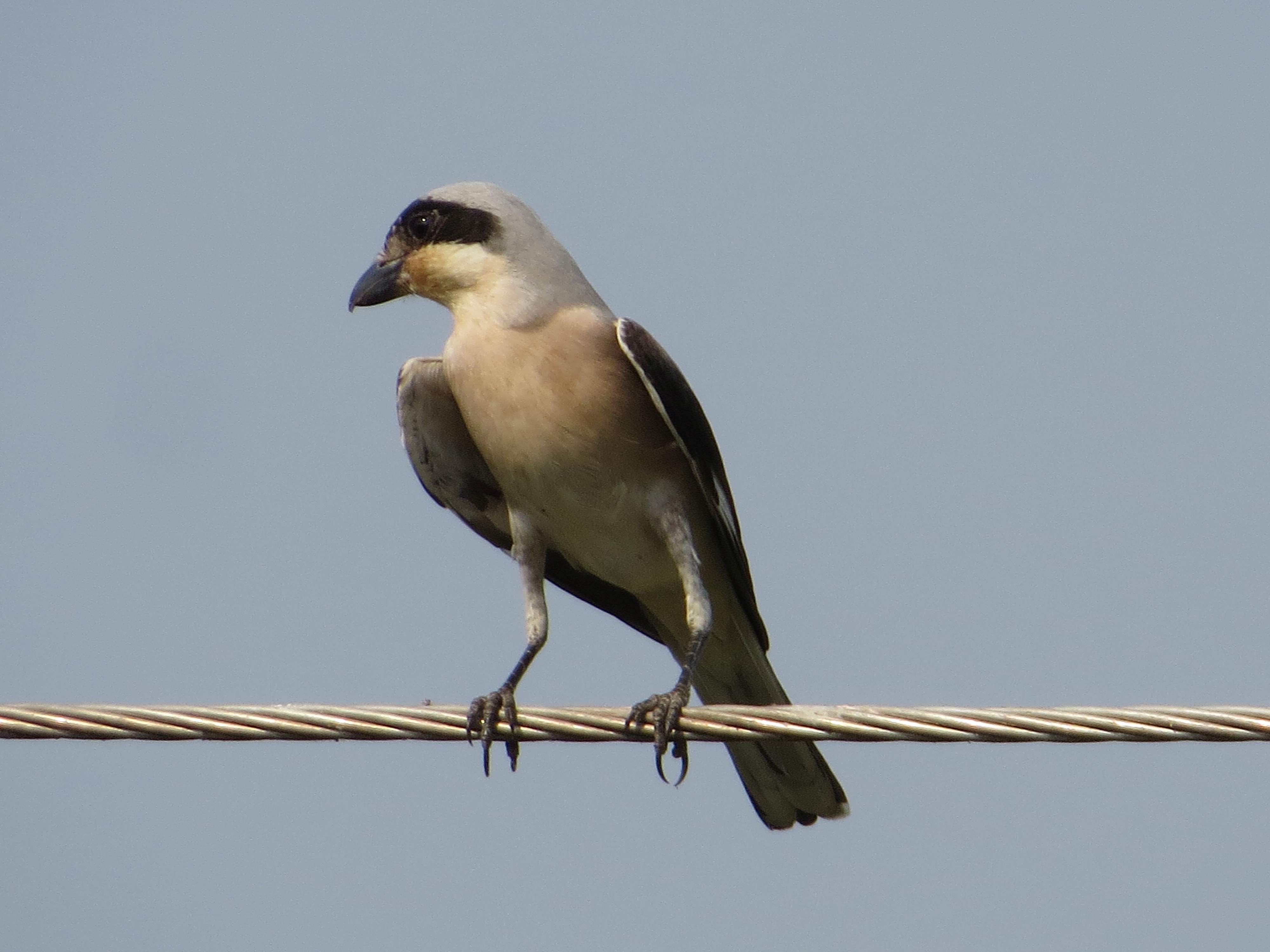 The Lesser Grey Shrike was observed collecting ants from the ground and feeding on the nearby electric transmission line