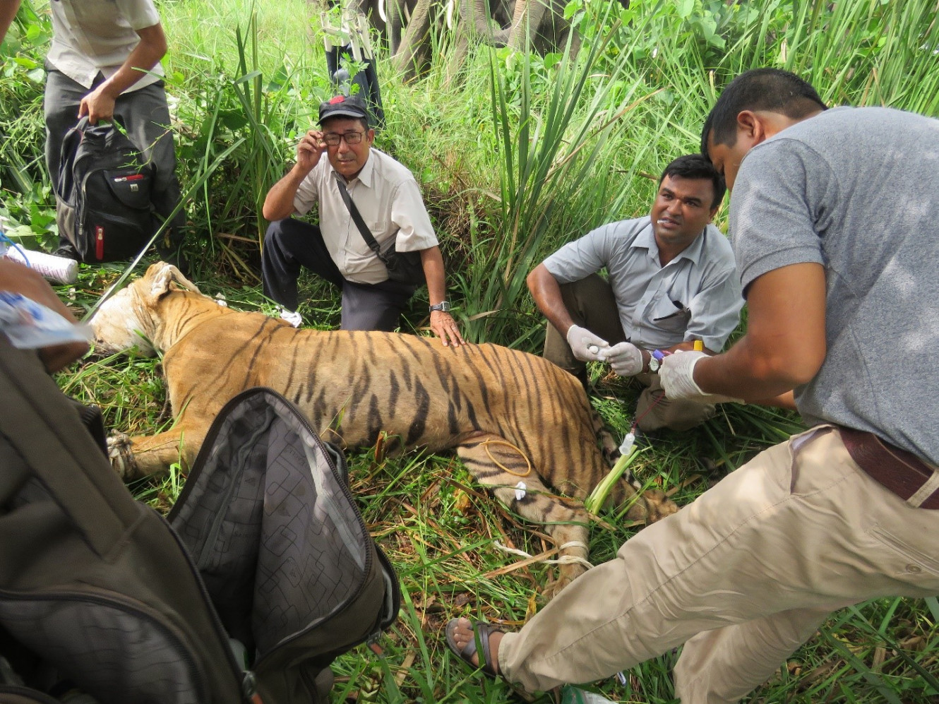 Tiger Rescued in Chitwan | The National Trust for Nature Conservation (NTNC)