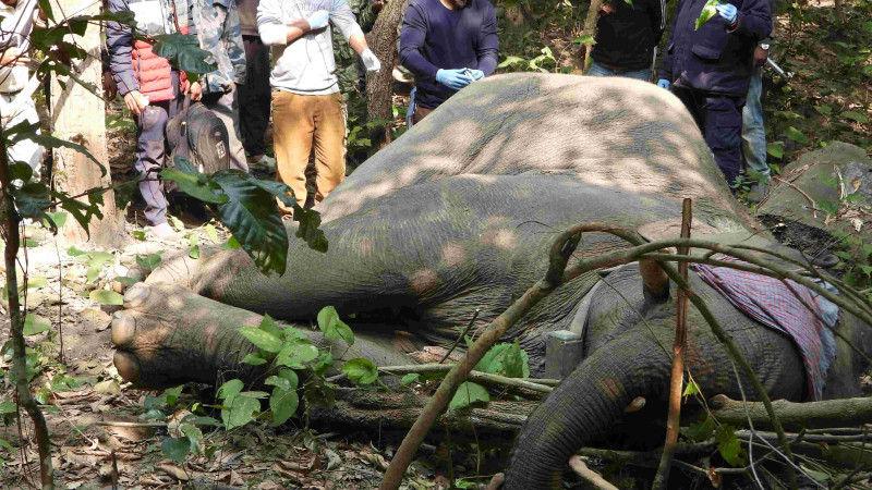 Injured elephant rescue and treatment in Rautahat | The National Trust ...